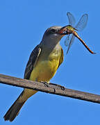 Tropical Kingbird