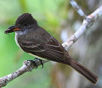 Dusky-capped Flycatcher