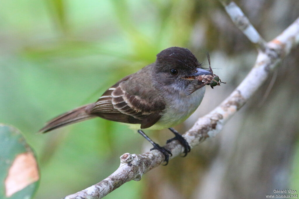 Dusky-capped Flycatcheradult