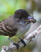 Dusky-capped Flycatcher