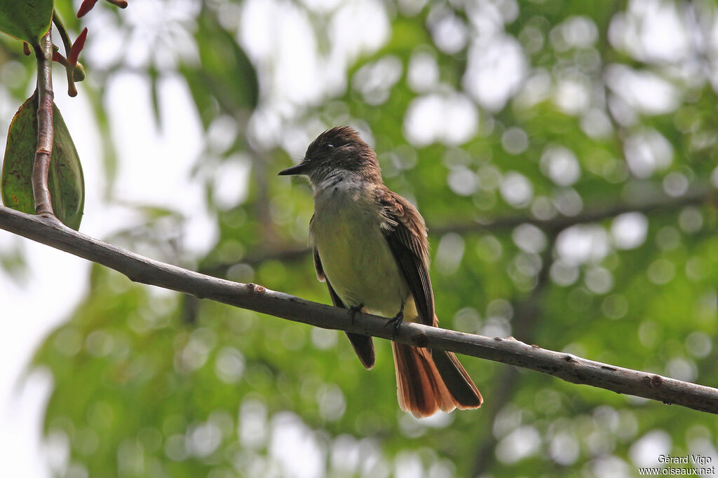 Dusky-capped Flycatcheradult