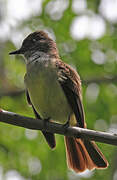 Dusky-capped Flycatcher