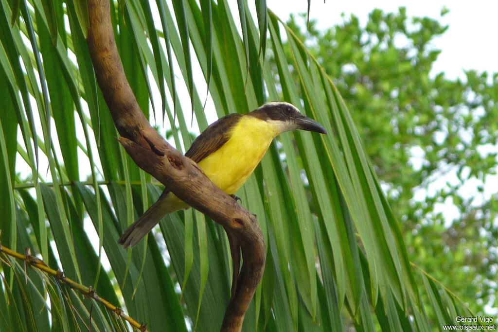 Boat-billed Flycatcheradult