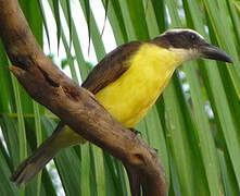 Boat-billed Flycatcher