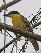 Boat-billed Flycatcher