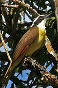 Great Kiskadee