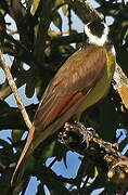 Great Kiskadee