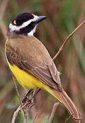 Great Kiskadee