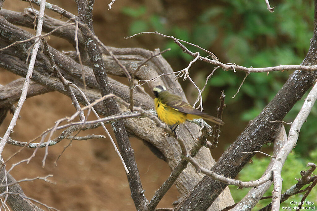 Social Flycatcheradult