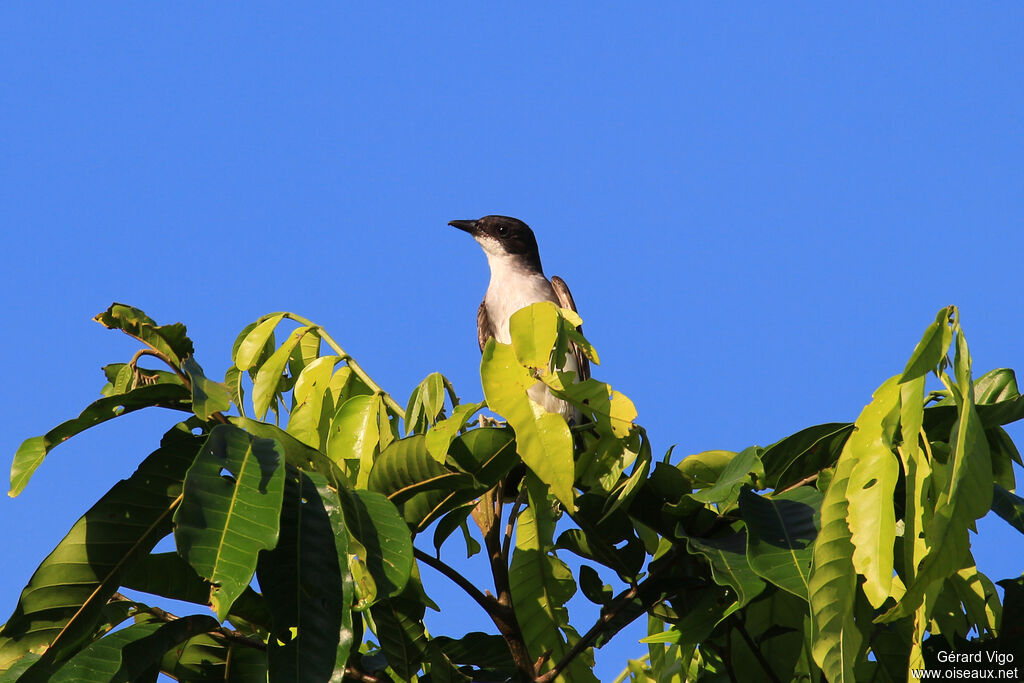 Eastern Kingbirdadult