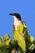 Eastern Kingbird