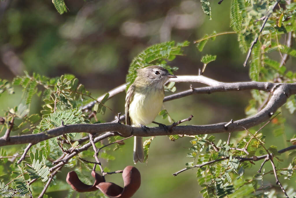 Slender-billed Ineziaadult, habitat