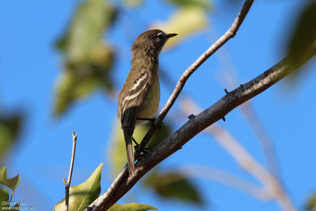 Slender-billed Ineziaadult, Behaviour