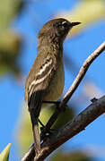 Slender-billed Inezia