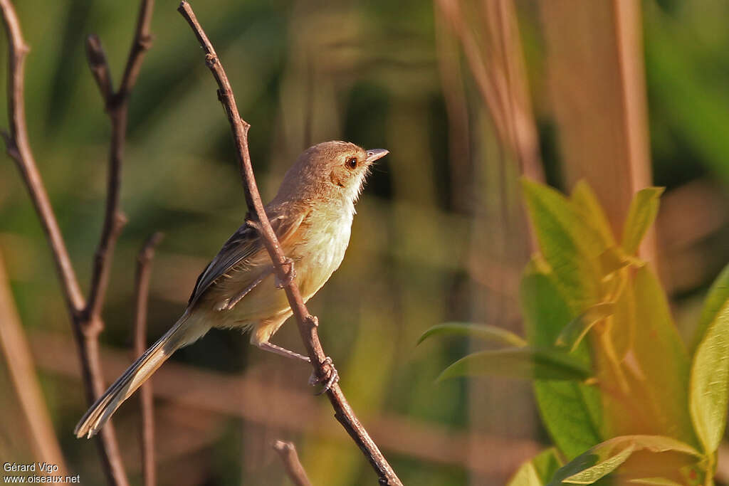 Rufous-sided Scrub Tyrantadult