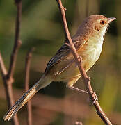 Rufous-sided Pygmy Tyrant