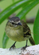 Slender-footed Tyrannulet