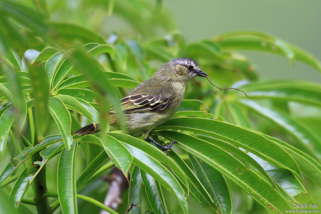 Slender-footed Tyrannuletadult, Reproduction-nesting