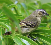 Slender-footed Tyrannulet