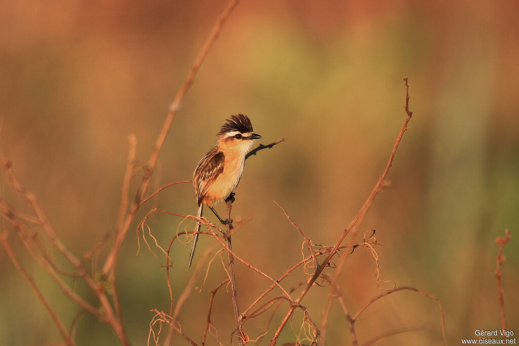 Sharp-tailed Grass Tyrantadult