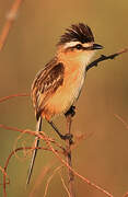 Sharp-tailed Grass Tyrant