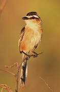 Sharp-tailed Grass Tyrant