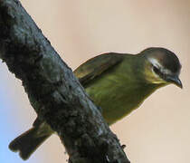 Brown-capped Tyrannulet