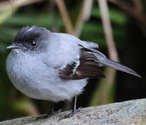 Torrent Tyrannulet