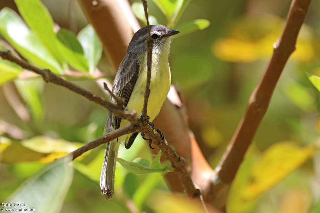 Sooty-headed Tyrannuletadult, habitat, pigmentation