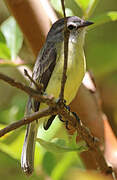 Sooty-headed Tyrannulet