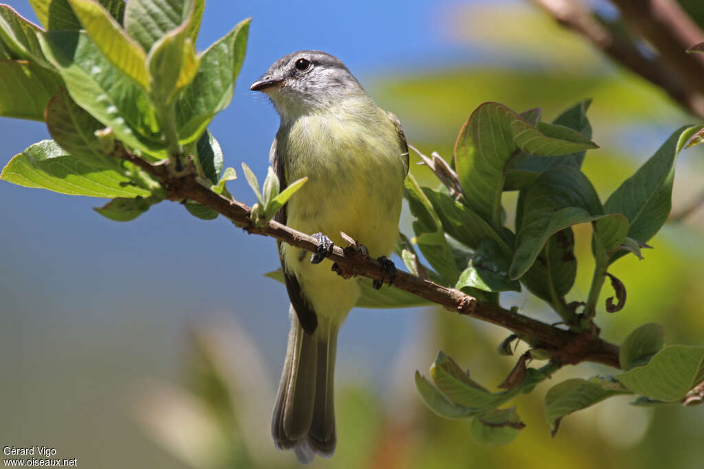 Sooty-headed Tyrannuletadult, close-up portrait