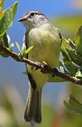 Sooty-headed Tyrannulet