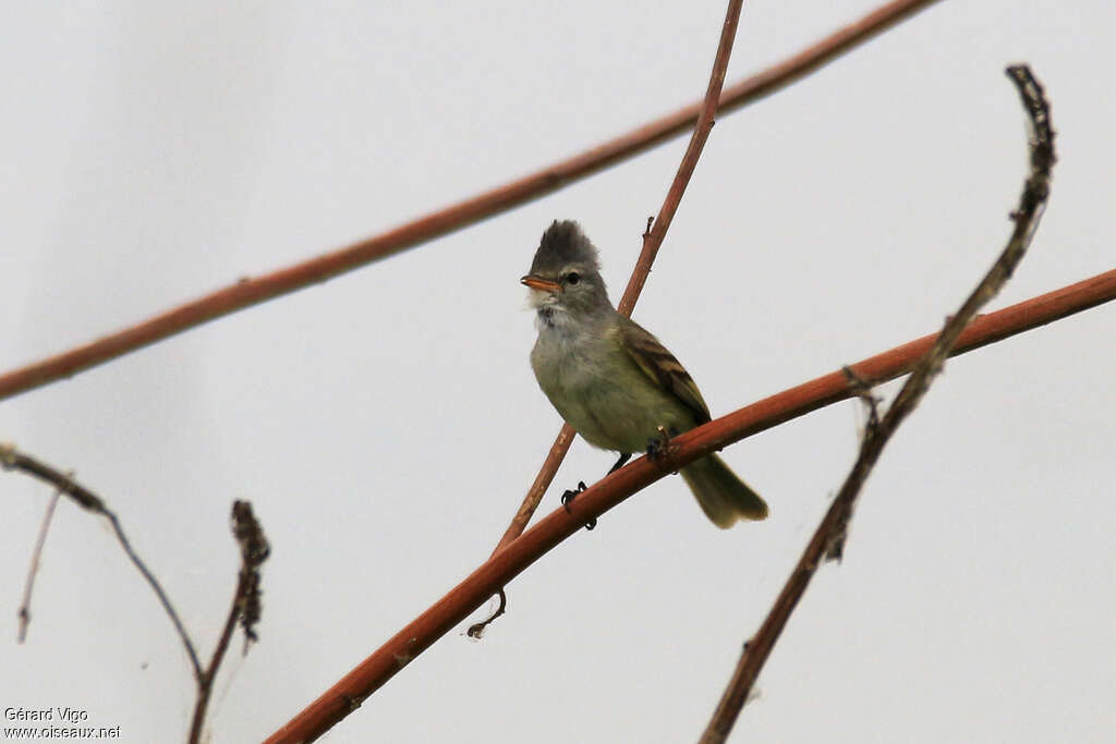 Tyranneau passegrisadulte, identification