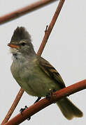 Southern Beardless Tyrannulet