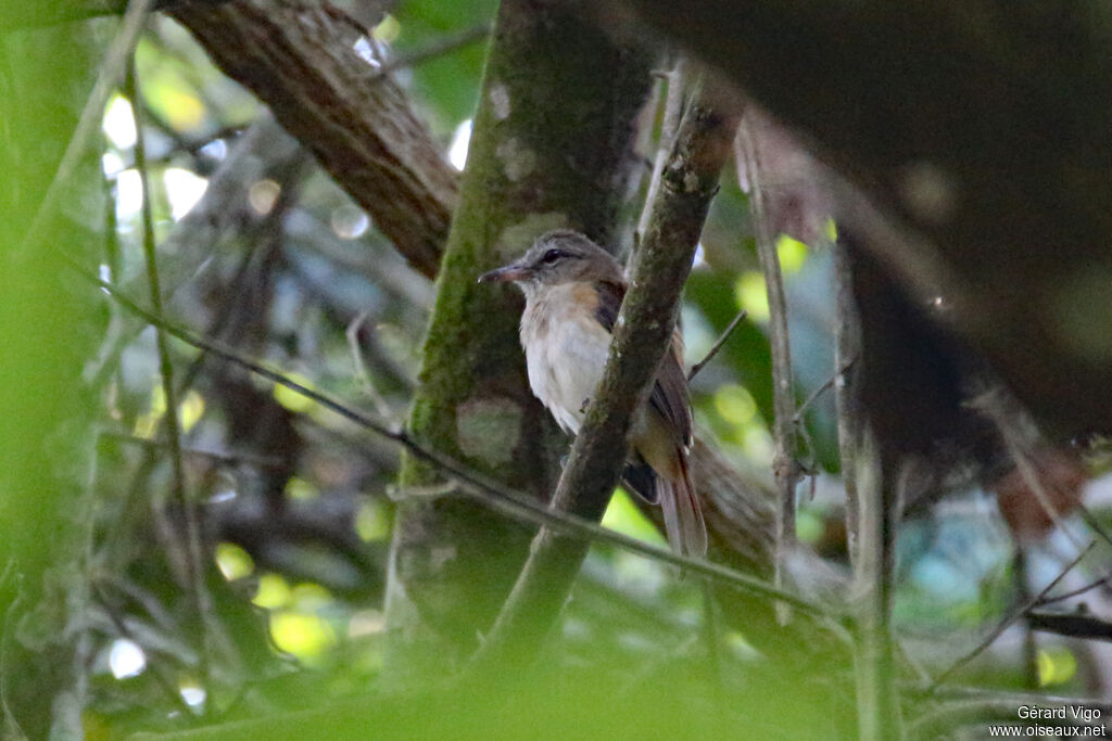 Tyranneau passegrisadulte