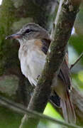 Southern Beardless Tyrannulet