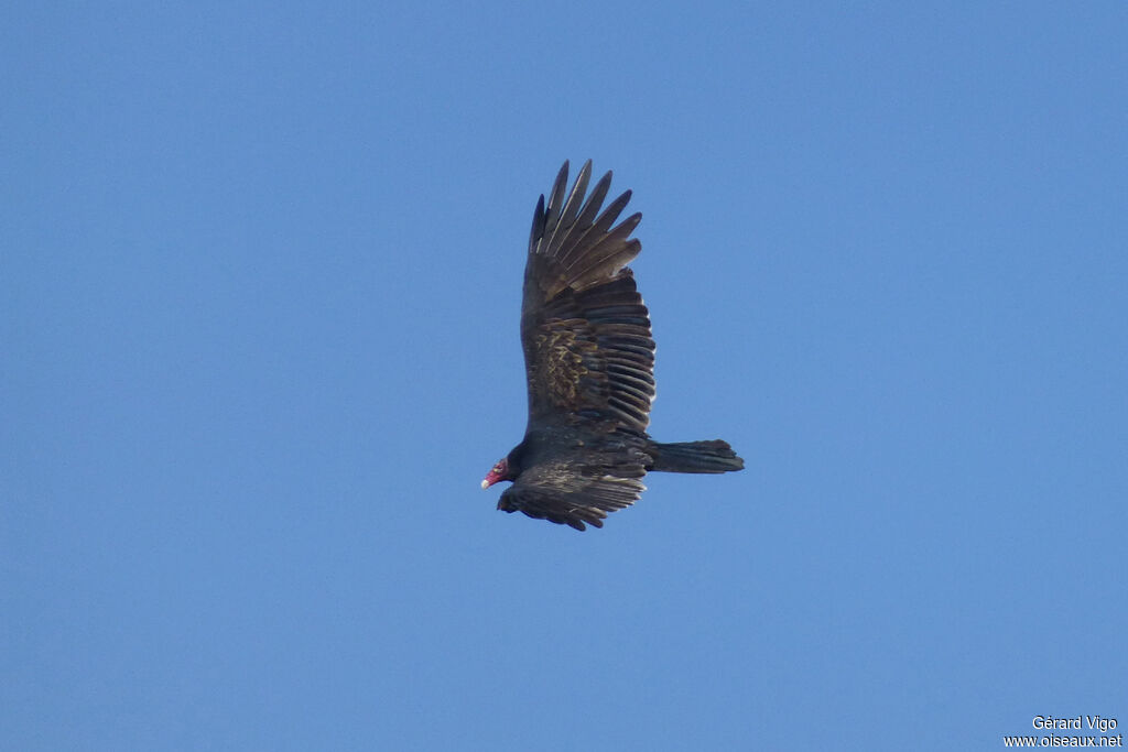 Turkey Vultureadult, Flight