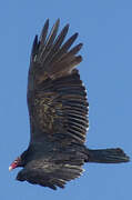 Turkey Vulture