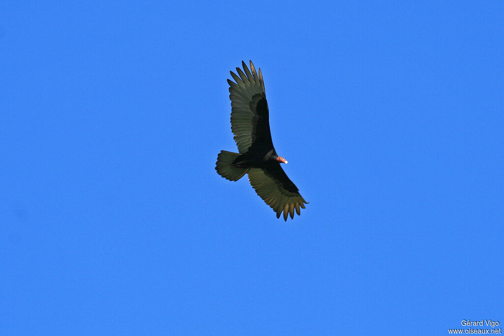 Urubu à tête rougeadulte, Vol