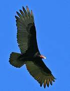 Turkey Vulture