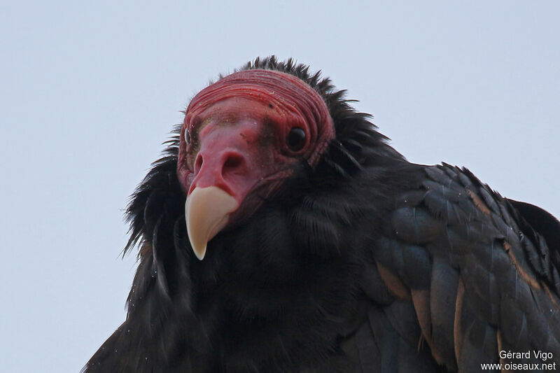 Turkey Vultureadult, close-up portrait