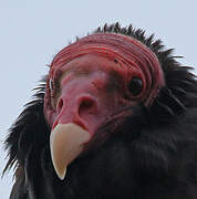 Turkey Vulture