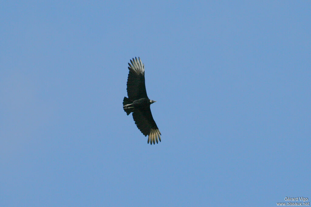 Black Vultureadult, Flight