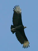 Black Vulture