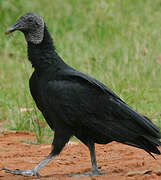 Black Vulture