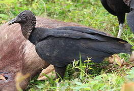 Black Vulture