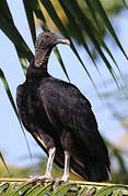 Black Vulture