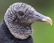 Black Vulture