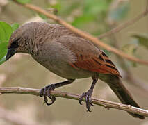 Greyish Baywing