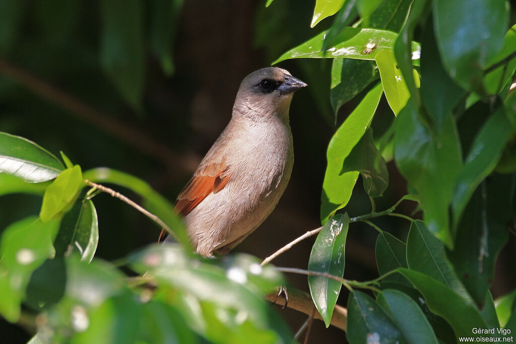 Greyish Baywingadult